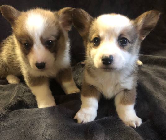 Corgi Puppy (Acton)