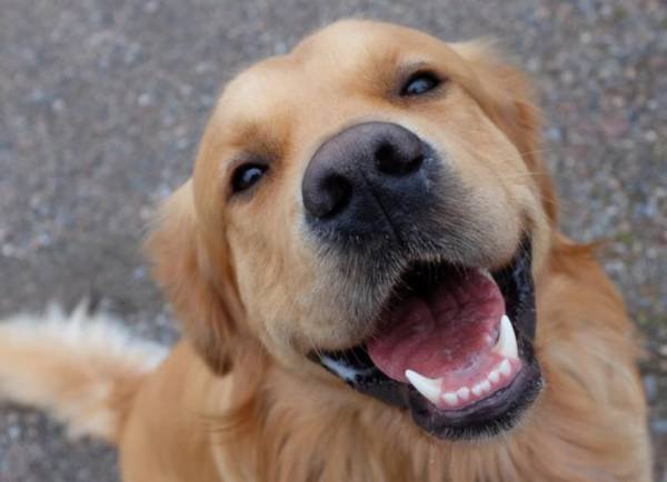 $25 Rey's Inglewood Dog Walking Service (Inglewood)