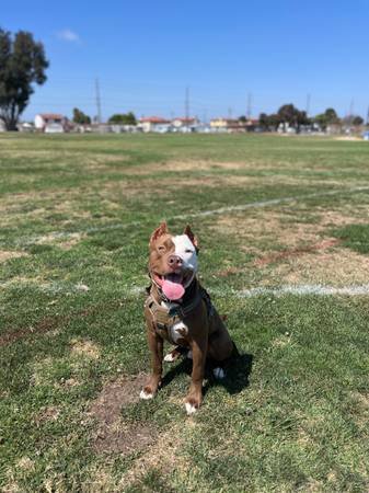 American Bully Stud (Gardena)